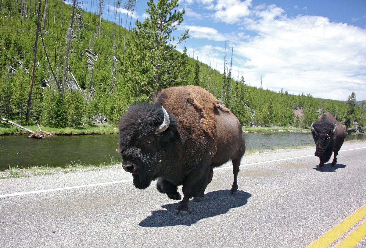 Buffalo Traffic Jam